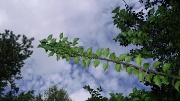 5th Aug 2012 - Holly Branch