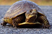 5th Aug 2012 - 8-5 turtle 