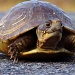 8-5 turtle  by milaniet