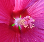 24th Jul 2012 - Sun Blossom Hybiscus