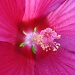 Sun Blossom Hybiscus by brillomick