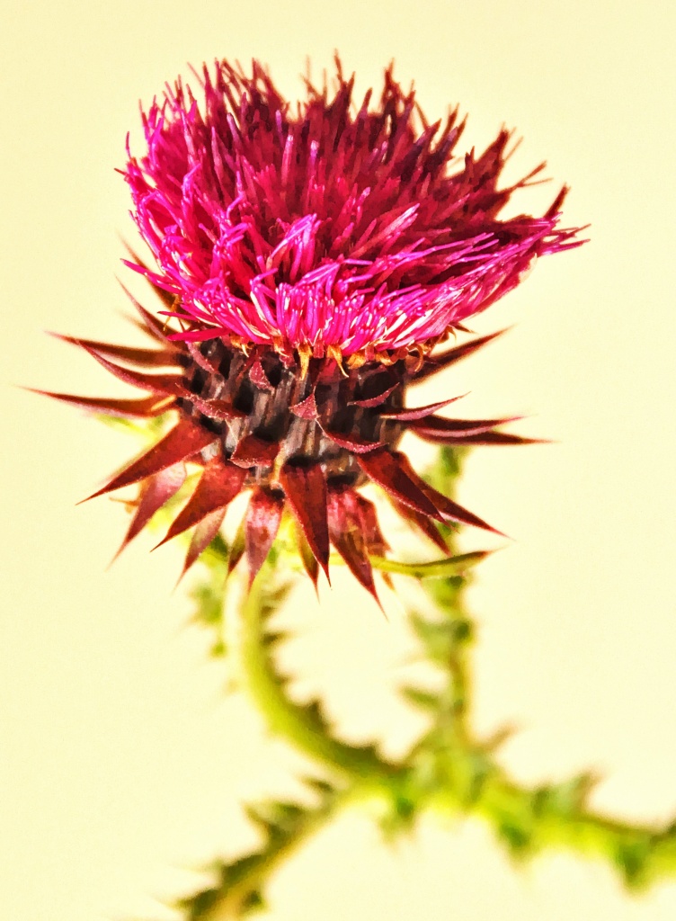 flower of scotland..... by jantan