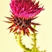 flower of scotland..... by jantan