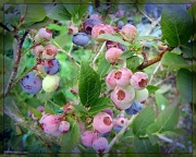 5th Aug 2012 - Ripening blueberries