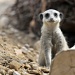 Compare the Meerkat by blightygal