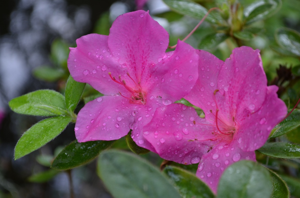 There is a variety of azalea that blooms year-round at Magnolia Gardens.  Amazing!  This was taken after a brief rain shower. by congaree