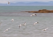 3rd Aug 2012 - Flight of the Gulls