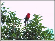6th Jul 2010 - Cardinal