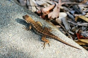 31st Jul 2012 - Runaway Lizard