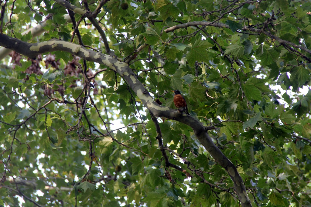 Bird in Tree by hjbenson