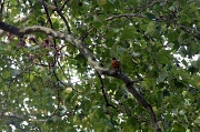 3rd Aug 2012 - Bird in Tree