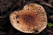 4th Aug 2012 - Mushroom