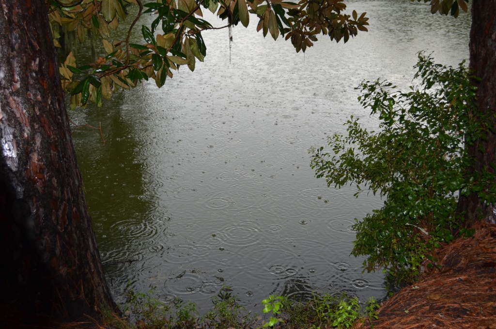 One of the ponds at Charles Towne Landing during a light rain by congaree