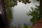 5th Aug 2012 - One of the ponds at Charles Towne Landing during a light rain