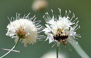 24th Jul 2012 - Busy bee!