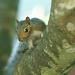 Squirrel by peggysirk