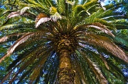 6th Aug 2012 - palm tree