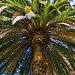 palm tree by winshez