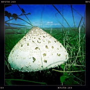 20th Jul 2012 - Huge mushroom