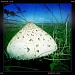 Huge mushroom by mastermek