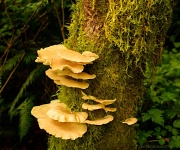 6th Aug 2012 - Oyster Mushrooms