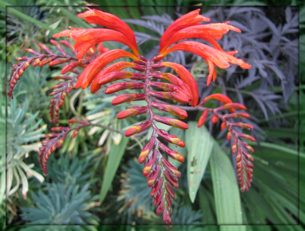 Crocosmia after the rain by busylady