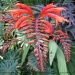 Crocosmia after the rain by busylady