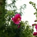 Alcea rosea #3 by parisouailleurs
