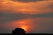 2nd Aug 2012 - Lone Tree against a nice background