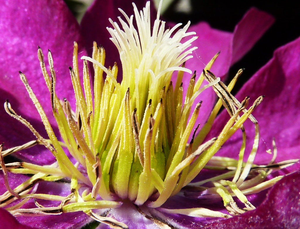 Clematis ulrta close up by phil_howcroft