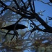 Blackbird by sugarmuser