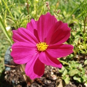 6th Aug 2012 - Cosmos Flower