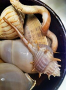 6th Aug 2012 - Shells