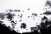 3rd Aug 2012 - snowscape