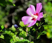 6th Aug 2012 - Rose of Sharon2