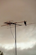 8th Jul 2012 - Bird on the aerial