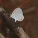 Little Butterfly by tara11