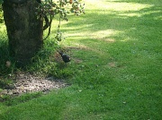 6th Aug 2012 - Mrs Blackbird foraging after a very heavy rain shower