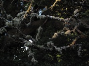 7th Aug 2012 - lichen