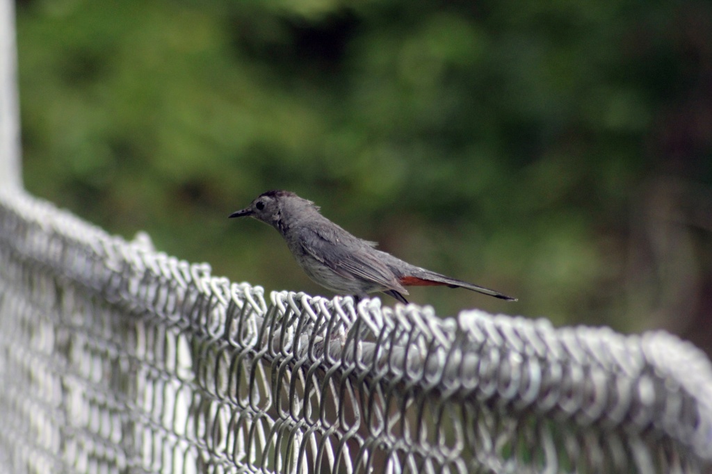 Bird on a Fence by hjbenson