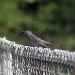 Bird on a Fence by hjbenson