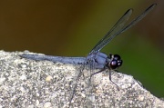 7th Aug 2012 - Dragonfly