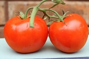 7th Aug 2012 - Tomato love