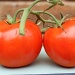 Tomato love by judyc57