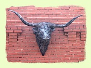 24th Jul 2012 - Bull head