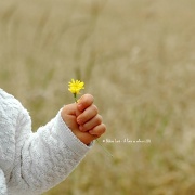 7th Aug 2012 - The little hand and the flowers