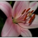 Pink Lily by judithdeacon