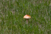 5th Aug 2012 - Lone Toadstool