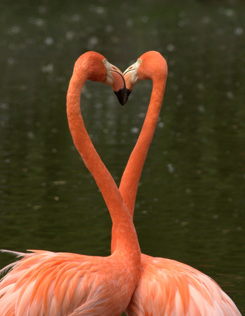 I ♥ flamingoes by dulciknit