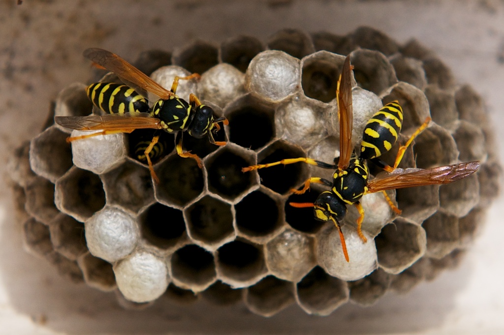 Wasps by kwind